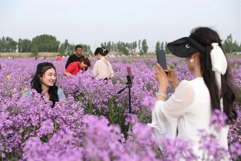 10萬余人次！太極莊首屆紫色油菜花節(jié)收官